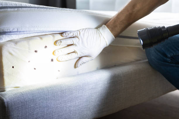 Best Emergency Pest Control  in Apalachin, NY