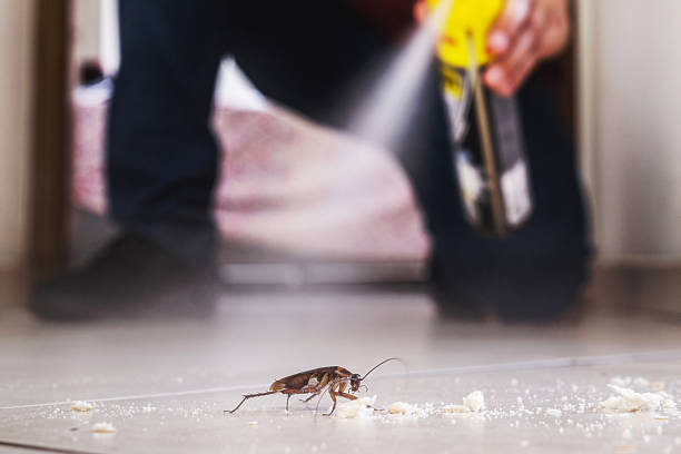 Best Bed Bug Extermination  in Apalachin, NY